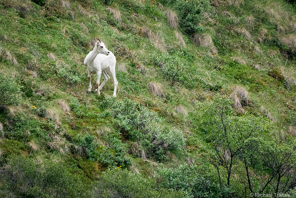 Denali National Park in June