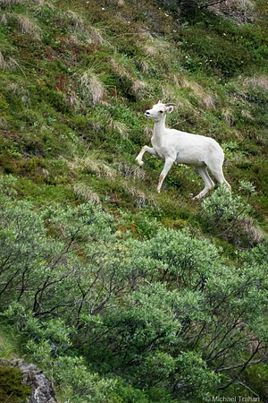 Denali National Park in June