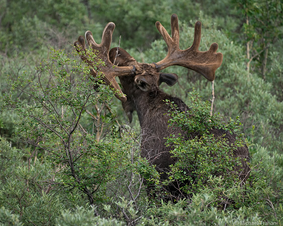 Denali National Park in June