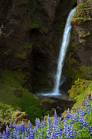 Lupine and a Roadside Waterfall