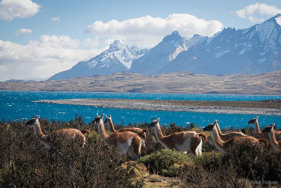 Guananchos in the Andes