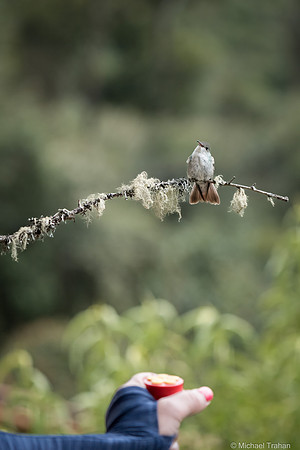 White-bellied Hummingbird being tempted by Sylwia