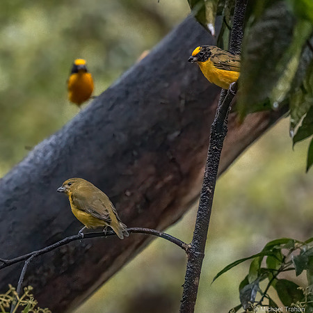 Thick-billed Euphonia