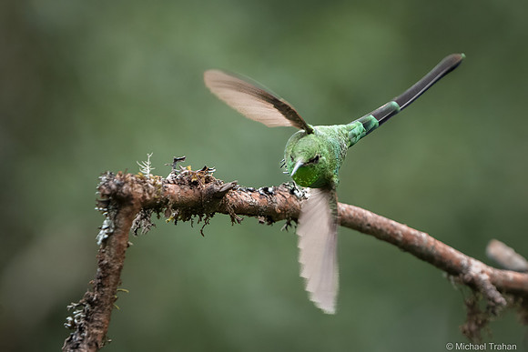 Black-tailed Trainbearer
