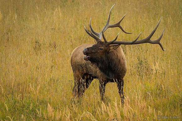 Bugling Elk