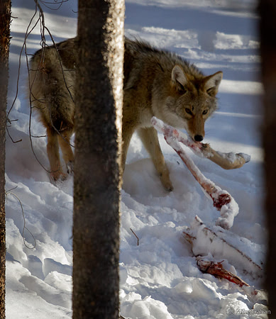Coyote eating last of deer