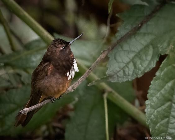 White-tufted Sunbeam