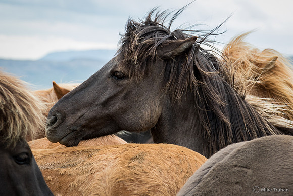 Icelandic Horses in a Corral
