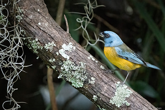 Blue-and-yellow Tanager