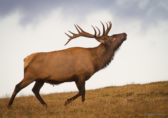 On the Tundra