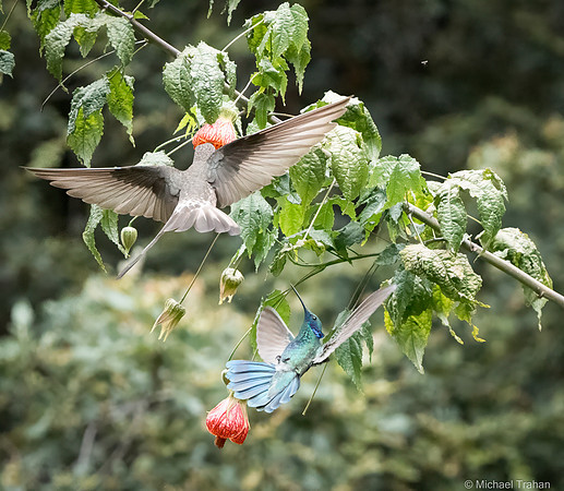 Giant Hummingbird and Sparkling Violetear