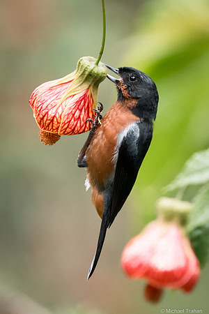 Black-throated Flowerpiercer