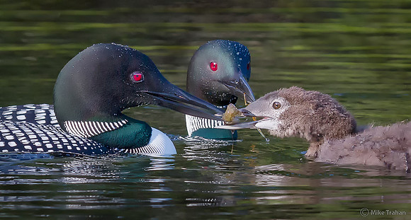 Proud Family