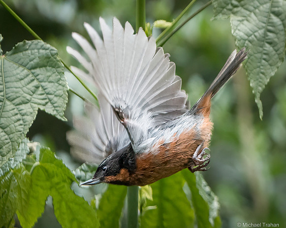 Black-throated Flowerpiercer