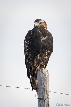 Immature Black-chested Buzzard-Eagle