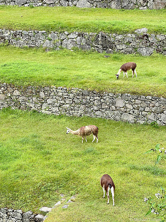Machu Picchu, Day 2