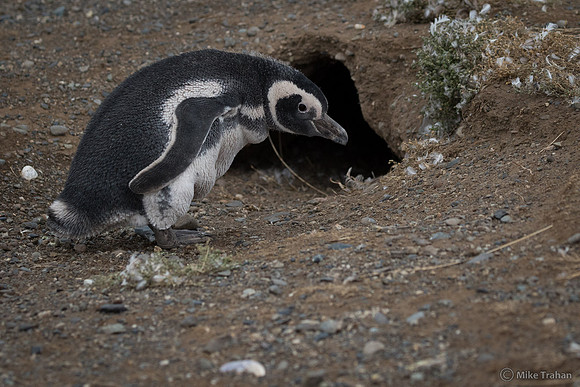 Magellanic Penguin