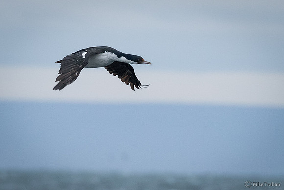 Imperial Cormorant