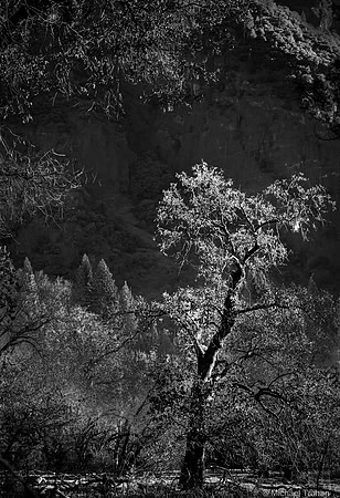 Yosemite National Park