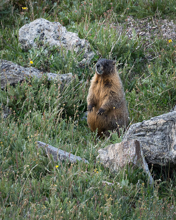 Yellow-bellied Marmot