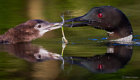 Feeding Junior