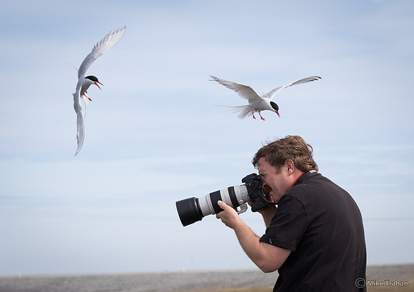 Arctic Tern
