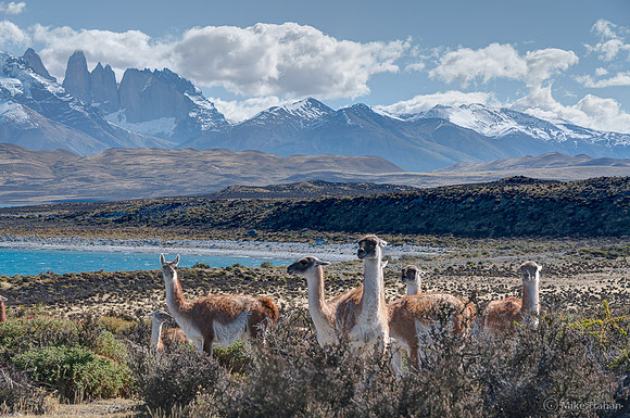 Guananchos in the Andes