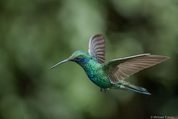 Sparkling Violetear