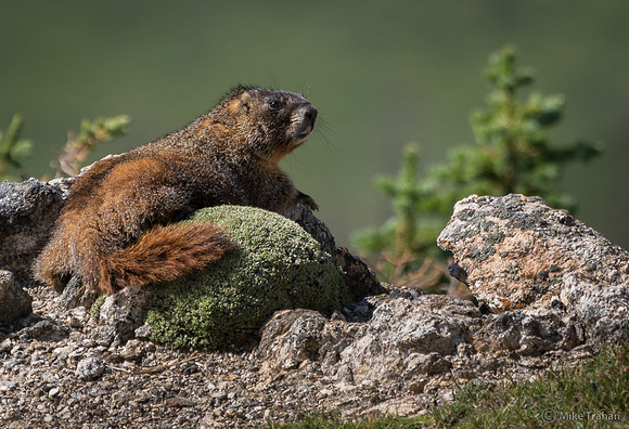 Yellow-bellied Marmot