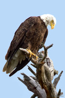 Eagle Eye
