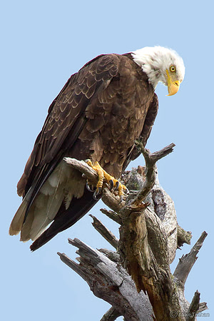 Eagle Eye