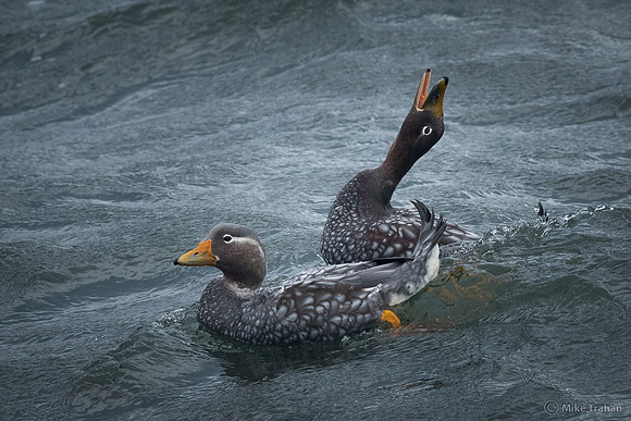 Flying Steamer Ducks (not flying)