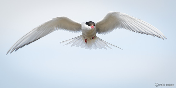Arctic Tern