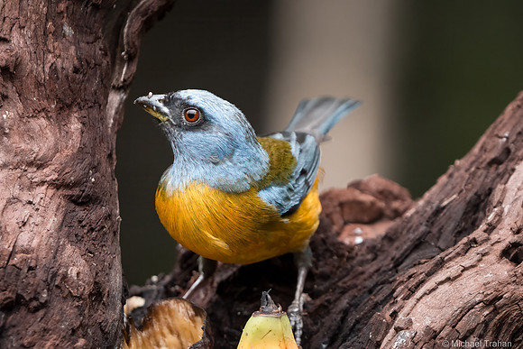 Blue-and-yellow Tanager