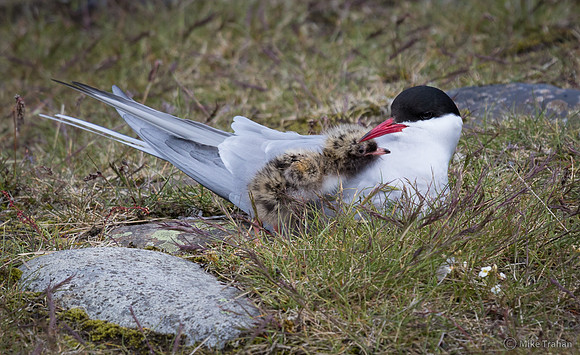 Arctic Tern with Chick