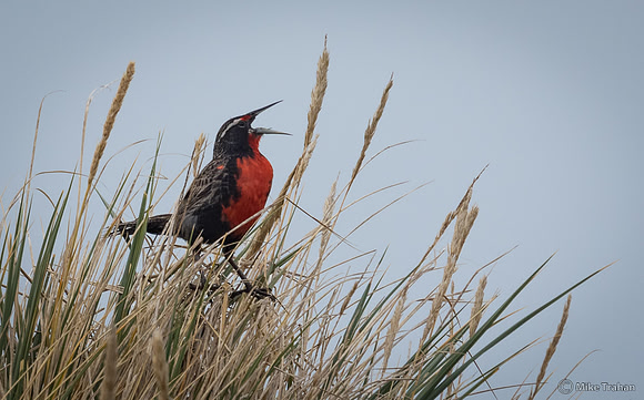 Long-tailed Meadowlark
