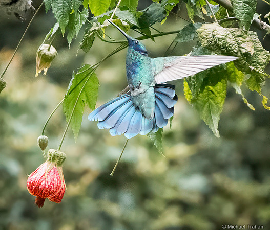 Sparkling Violetear