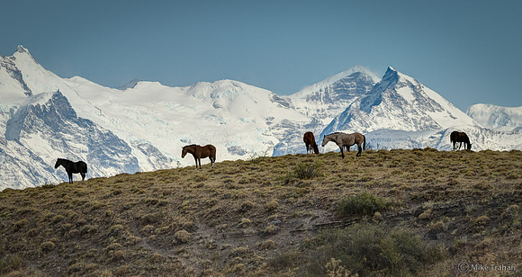 Horses