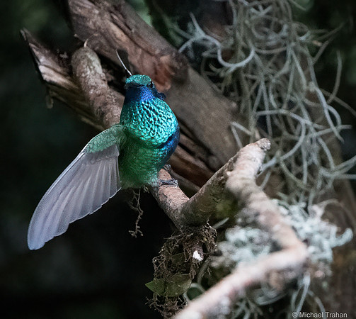 Sparkling Violetear