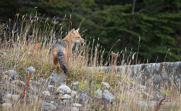 Culpeo (Red Fox)