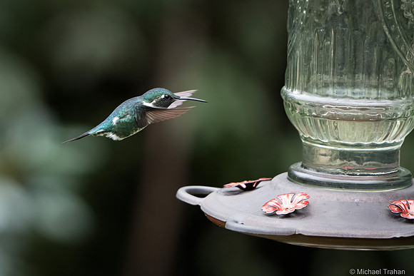 White-bellied Woodstar