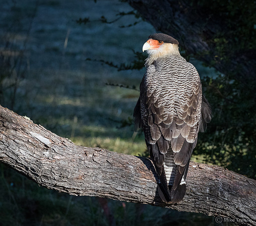 Southern Caracara