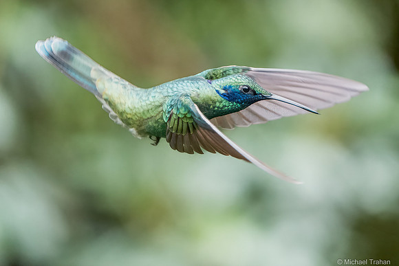 Sparkling Violetear