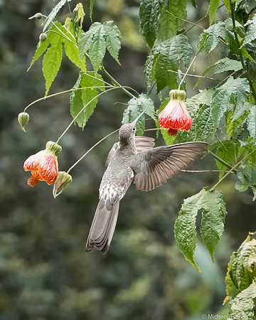 Giant Hummingbird