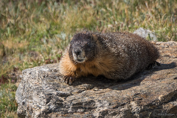 Yellow-bellied Marmot