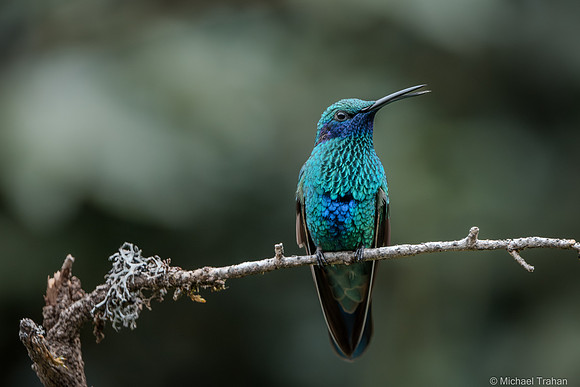 Sparkling Violetear