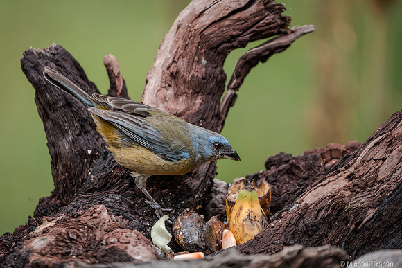 Blue-and-yellow Tanager
