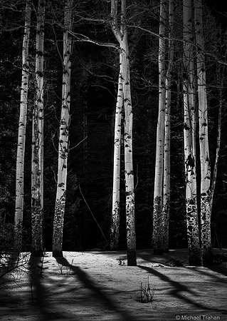 Aspens in Winter