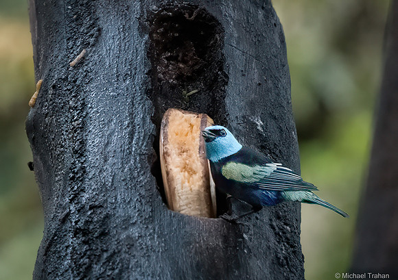 Masked Tanager