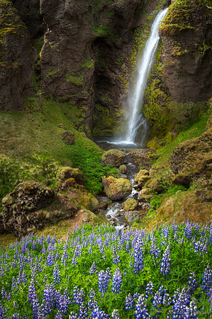 Lupine and a Roadside Waterfall